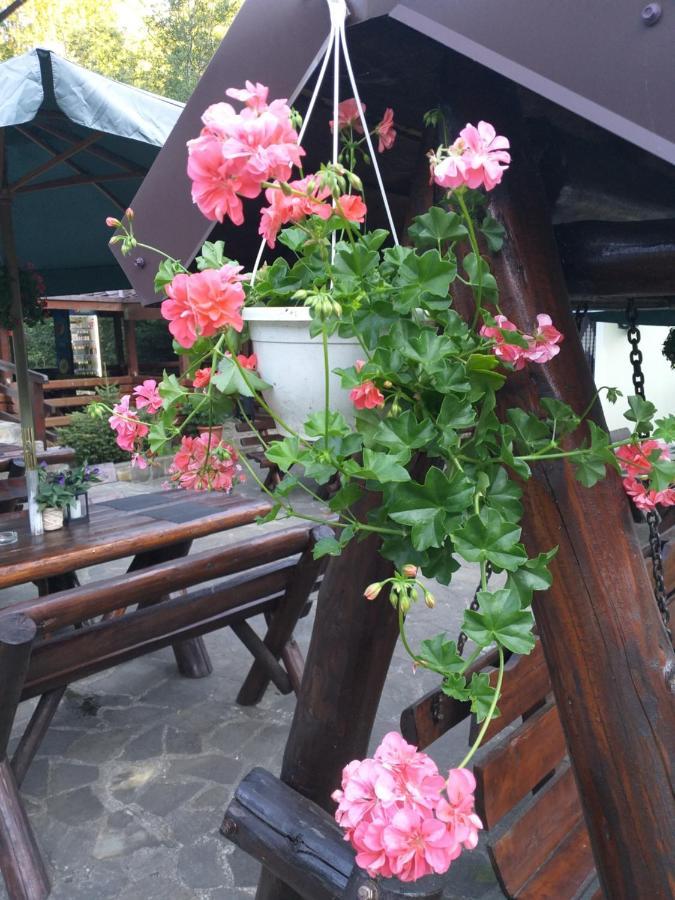 Pensiunea Flora Cîrţişoara 外观 照片