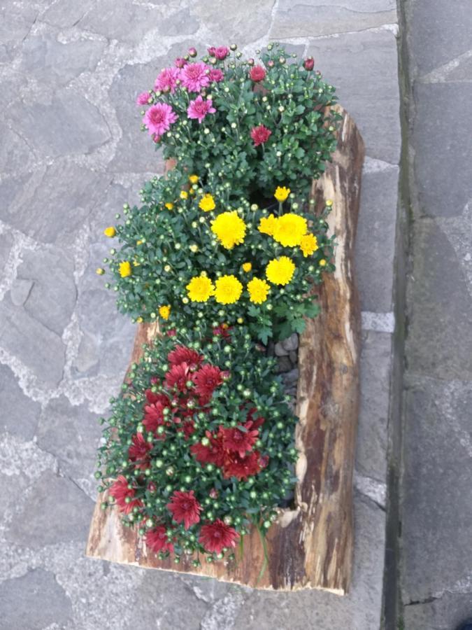 Pensiunea Flora Cîrţişoara 外观 照片